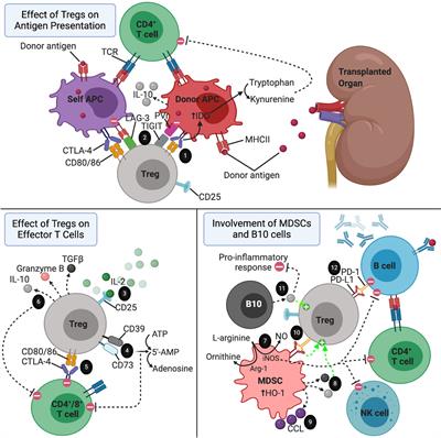 Adoptive Transfer of Regulatory Immune Cells in Organ Transplantation